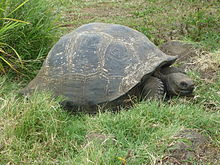 220px-Gigantic_Turtle_on_the_Island_of_Santa_Cruz_in_the_Galapagos