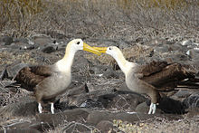 220px-Waved_albatross_courtship